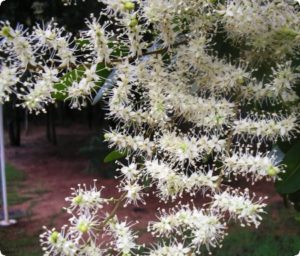 Flores da Copaíba (Foto: https://timblindim.files.wordpress.com)