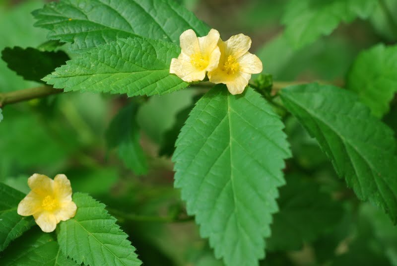 Guanxuma (Foto: http://www.westafricanplants.senckenberg.de/)