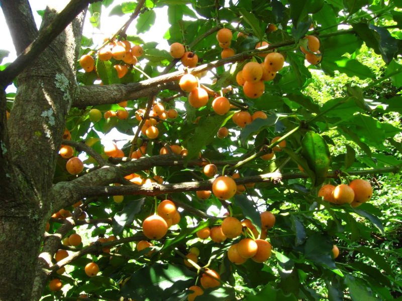 Bacupari (Foto: http://www.lideragronomia.com.br/2012/10/bacupari-mirim.html)