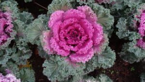 Couve Ornamental