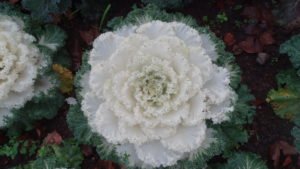 Couve Ornamental