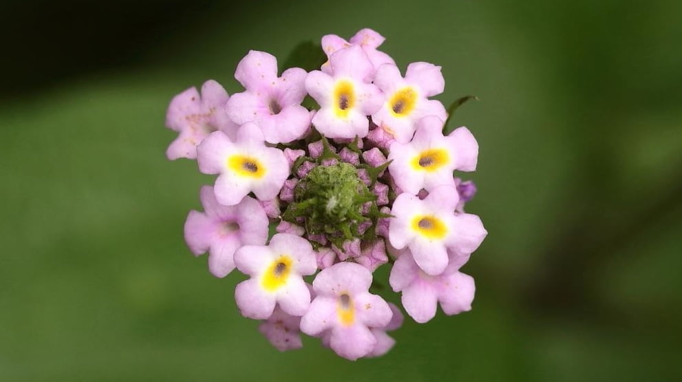 Lippia Alba (foto fonte https://garden.org/plants/view/83023/Bushy-lippia-Lippia-alba/)