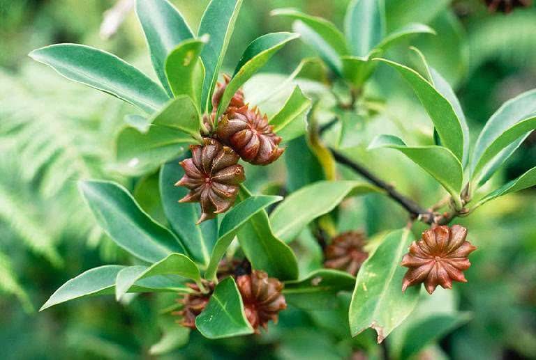 Anis Estrelado ( foto fonte http://balconygardenweb.com/how-to-grow-star-anise-care-and-growing-star-anise/)