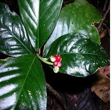 Poaia (foto //risenshineplantnursery.in/e-commerce/cephaelis-ipecacuanha-medicinal-plants-pack-of-2-ipecac)