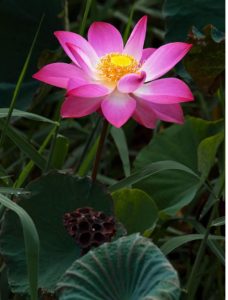 Flor de Lotus (foto //www.theplantattraction.com/)