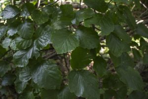 Hamamelis (foto //wisflora.herbarium.wisc.edu)