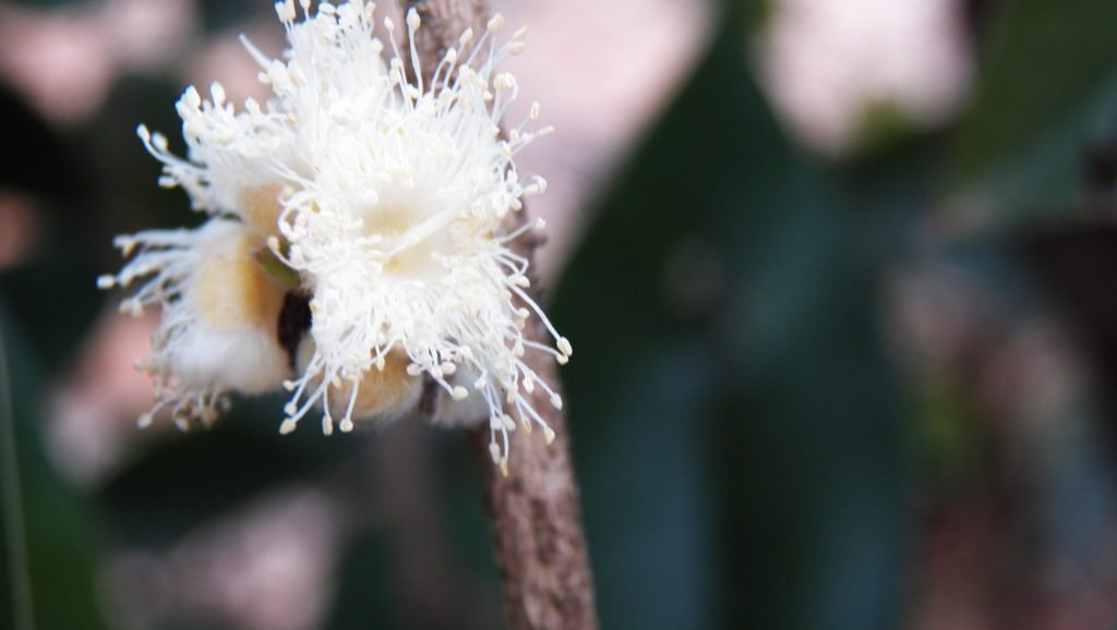 Flor da Cabeludinha