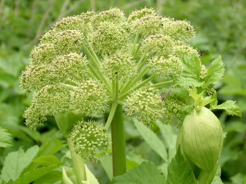 Angélica (Fonto fonte: Benefícios das Plantas/Angélica)