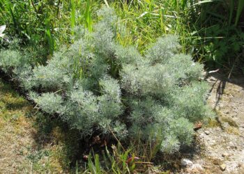 Artemisia alba (imagem: Steve Law - Wikimedia Commons - licença: https://creativecommons.org/licenses/by-sa/2.0/deed.en)