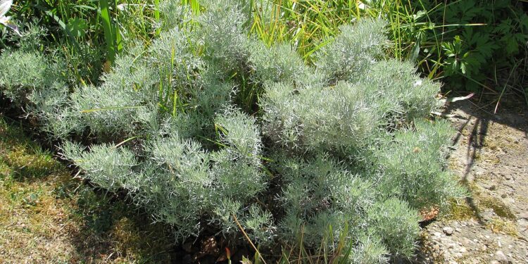 Artemisia alba (imagem: Steve Law - Wikimedia Commons - licença: https://creativecommons.org/licenses/by-sa/2.0/deed.en)