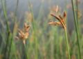 Cyperus rotundus (imagem: Muhammad Saifullah - Getty Images via Canva)