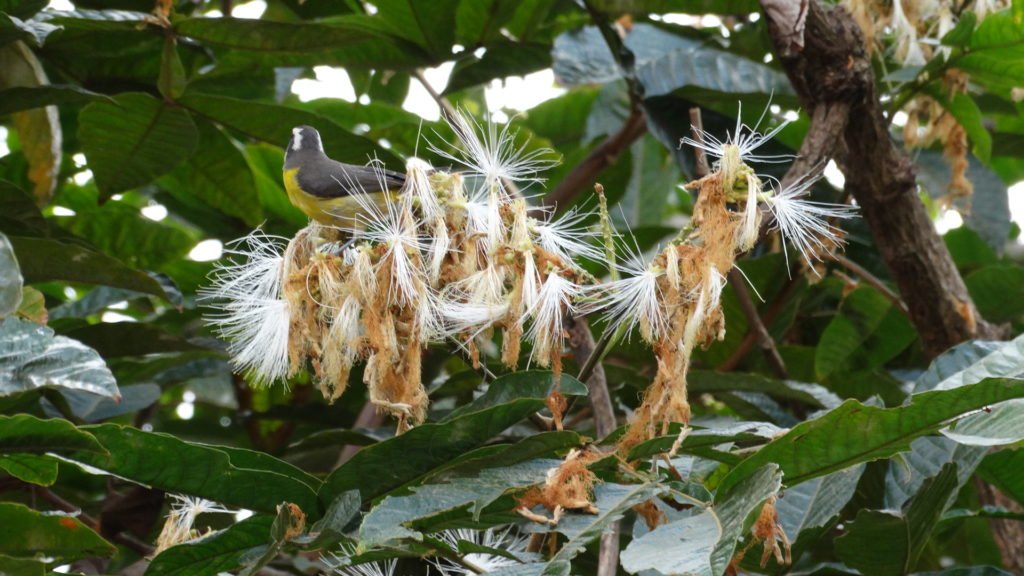 Flor do Ingazeiro