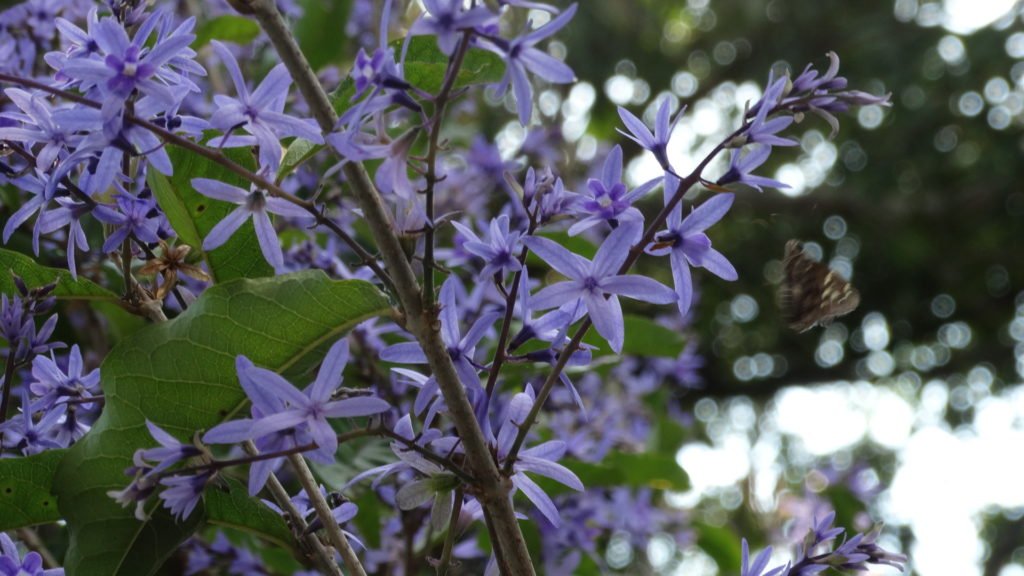 Flor de São Miguel e sua beleza que encanta os olhares mais curiosos