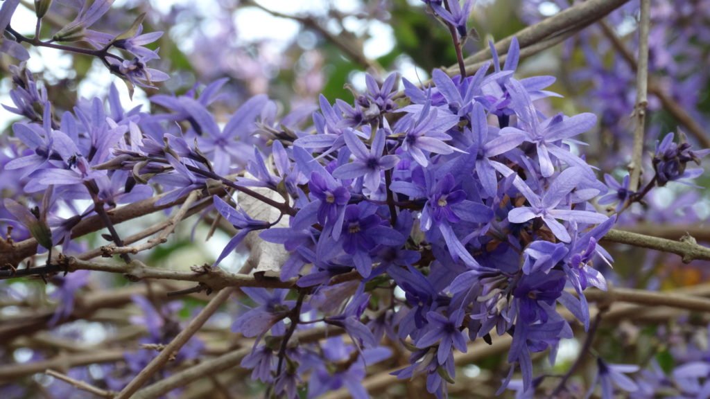 Flor de São Miguel (foto: Evandro Marques - www.coisasdaroca.com)