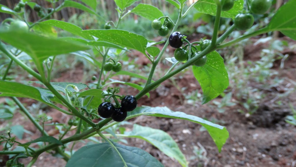 Maria-pretinha, a berry do brasileiro orgulhoso