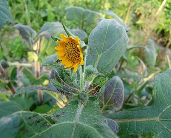 Flor da Batata Yacon (Foto Fonte hortas.info)