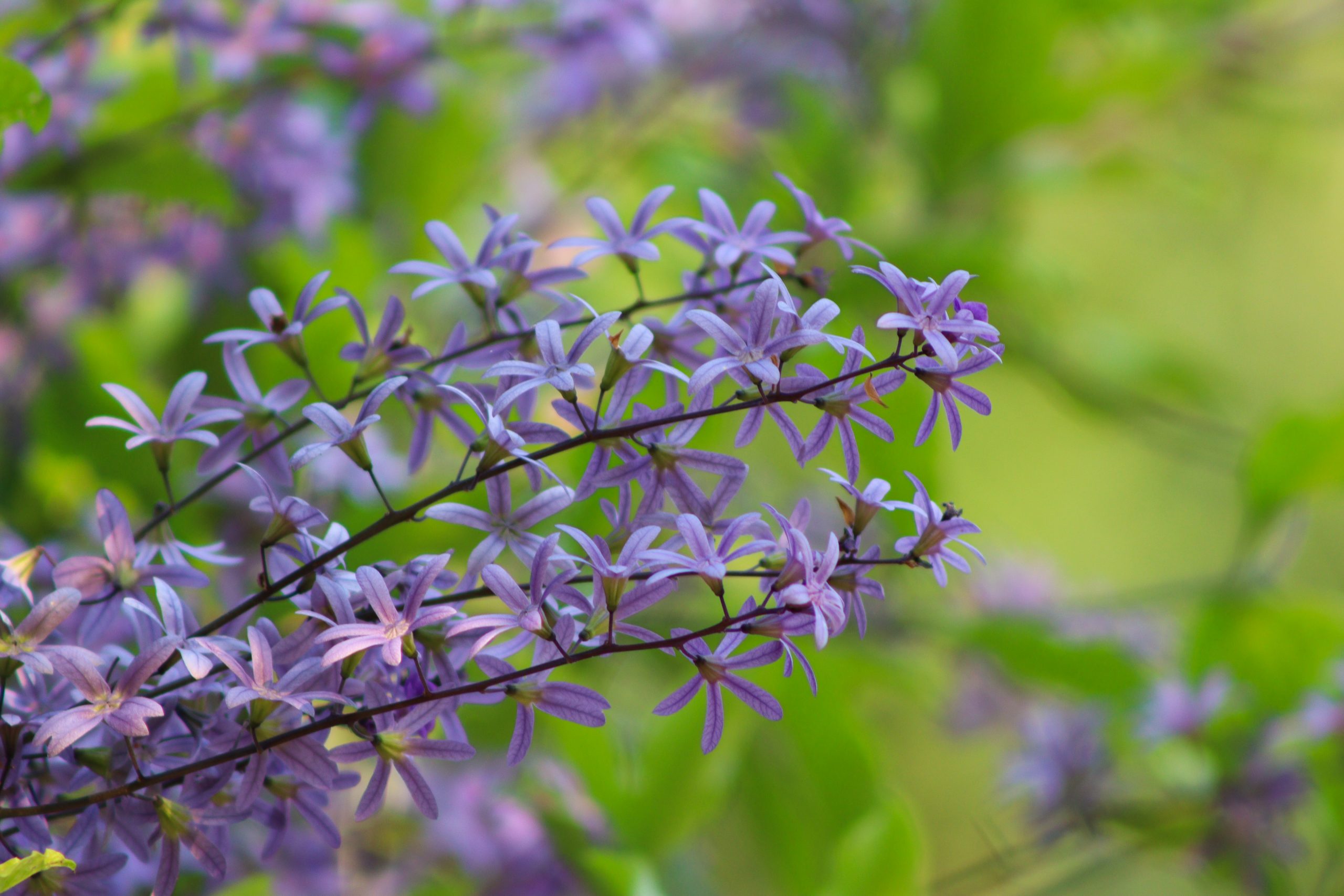 Flor de São Miguel e sua beleza que encanta os olhares mais curiosos