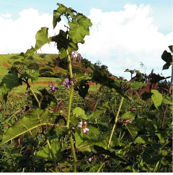 Sarzedo Ecologia: Juá (Solanum aculeatissimum)