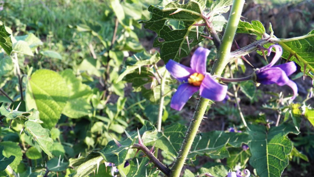 JUCIRÍ (Solanum sisymbrifolium)