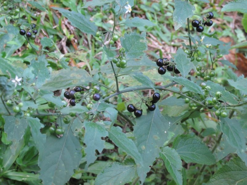 Maria Preta (Foto fonte: http://trocatrocasementespoa.blogspot.com.br/2015/10/maria-preta-solanum-americanum.html)