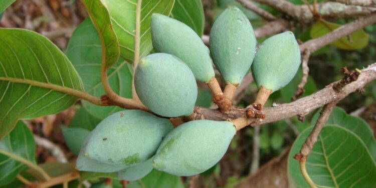 Pouteria ramiflora (imagem: João Medeiros - Wikimedia Commons - licença: Creative Commons Attribution 2.0 Generic License)