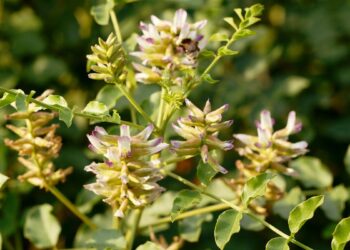 Alcaçuz (imagem: Flosax - Getty Images via Canva)
