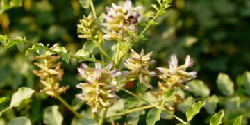 Alcaçuz (imagem: Flosax - Getty Images via Canva)