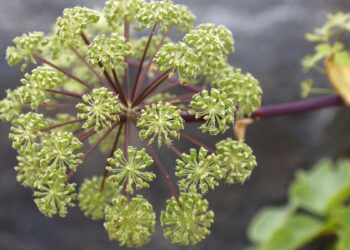 Angélica (imagem: Hasse ChR - Getty Images via Canva)