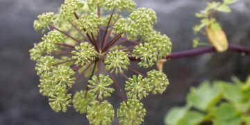 Angélica (imagem: Hasse ChR - Getty Images via Canva)