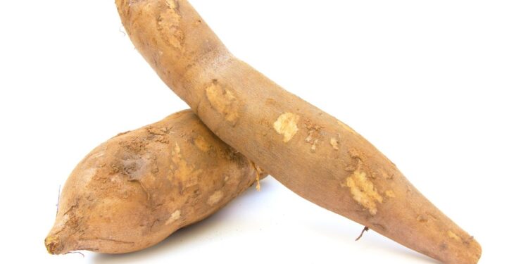 Batata Yacon (imagem: Jimejume - Getty Images via Canva)