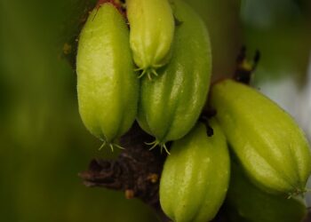 Biri Biri (imagem: Ignartonosbg - Pixabay via Canva)