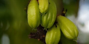 Biri Biri (imagem: Ignartonosbg - Pixabay via Canva)