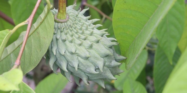 Biribá (imagem: Jahiudl Islam via Canva)