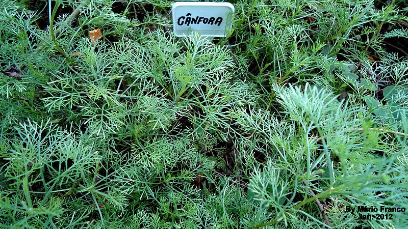 Cânfora-de-jardim (Foto: http://plantas-ornamentais.blogspot.com.br/)