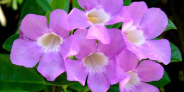 Cipó-alho (imagem: Sandi Smolker - Getty Images via Canva)