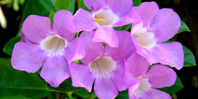 Cipó-alho (imagem: Sandi Smolker - Getty Images via Canva)