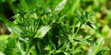 Coentro do Mato (imagem: Wahid Hasyim - Getty Images via Canva)