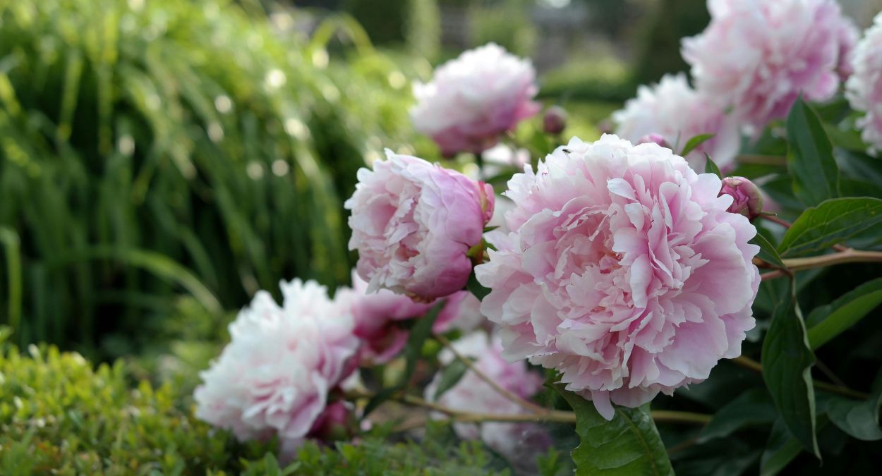 Peônia (imagem: Roman Biernacki - Pexels via Canva)