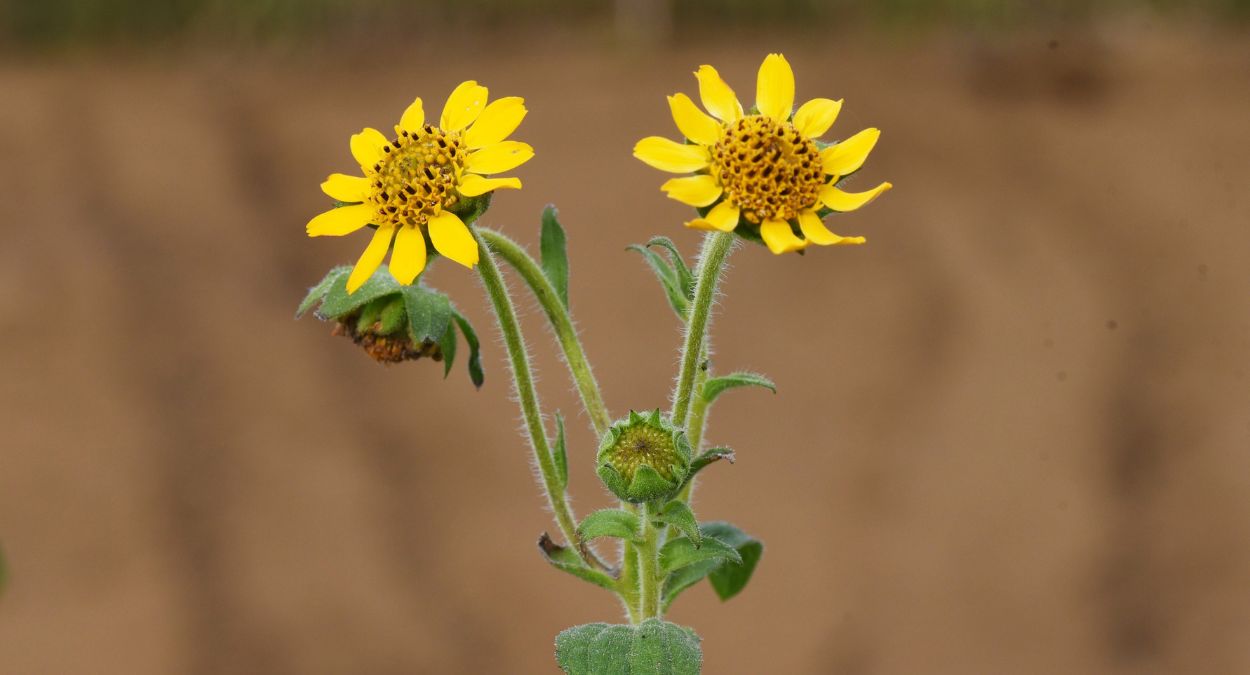Flores da batata Yacon (imagem: Getty Images via Canva)