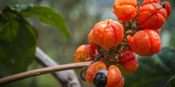 Guaraná (imagem: Ricardo Hossoe - Getty Images via Canva)