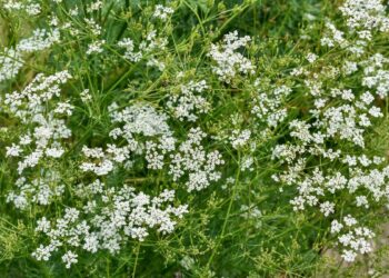 Benefícios do Cominho para a saúde, acalmando o estresse e a insônia
