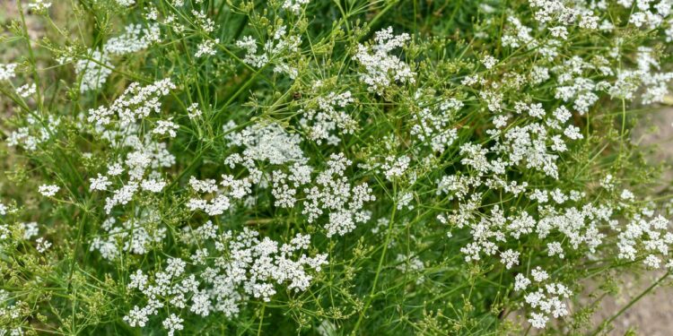Pé de Cominho (imagem: Michel Viard - Getty Images via Canva)