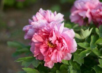 Peônia (imagem: Pexels via Canva)