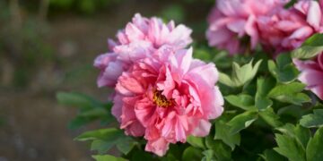 Peônia (imagem: Pexels via Canva)