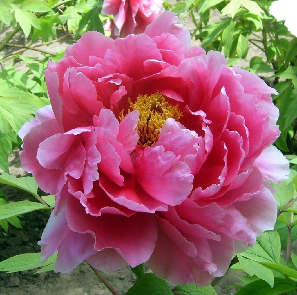 Peônia rosa (Foto: http://www.floreswiki.com/)