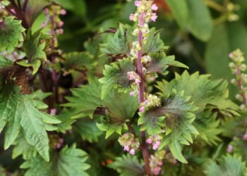 Perilla frutescens (imagem: TC397 - Getty Images via Canva)