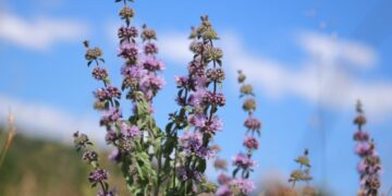 Benefícios do Poejo: erva medicinal muito aromática