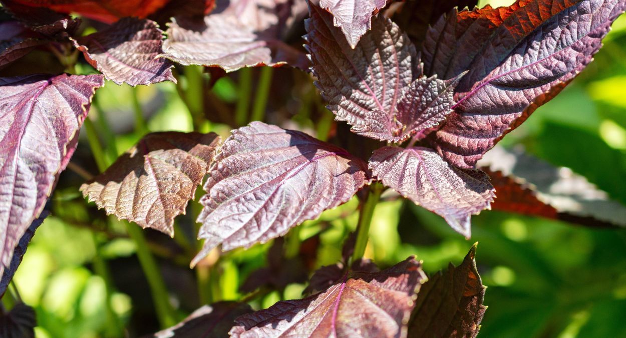 Shissô (imagem: Robert Büchel - Alamy via Canva)