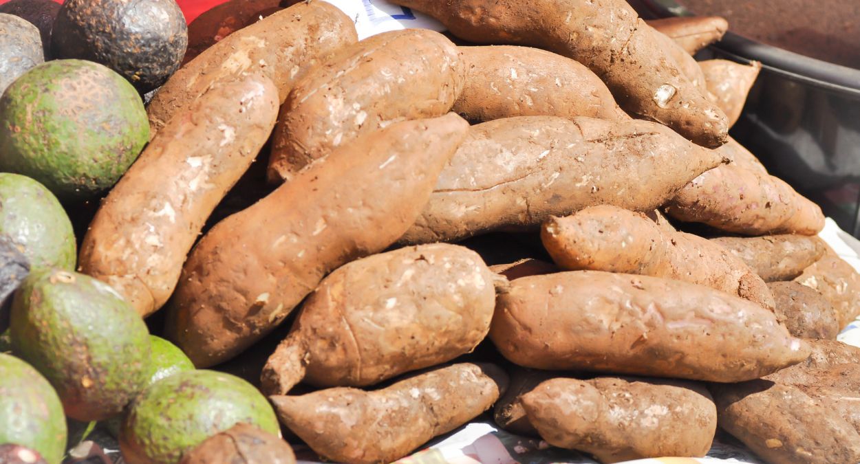 Batata yacon (imagem: Jobrestful - Getty Images via Canva)