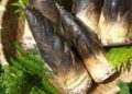 Broto de Bambu (imagem: Gyra - Getty Images via Canva)